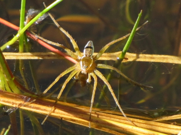 Photo of Dolomedes triton by Jim Riley